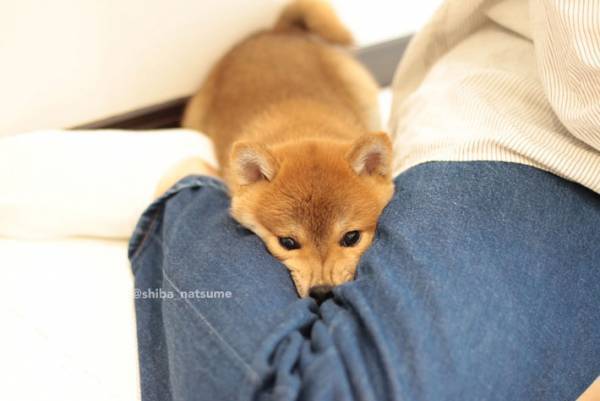 柴犬の『歓迎』が、たまらないかわいさ！　「来客になりたい」と羨む声も