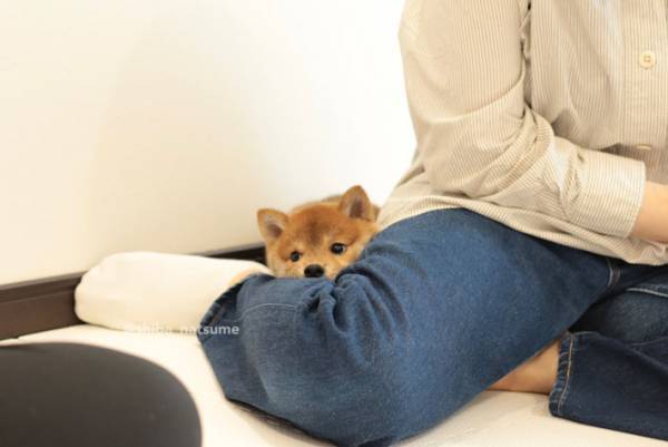 柴犬の『歓迎』が、たまらないかわいさ！　「来客になりたい」と羨む声も