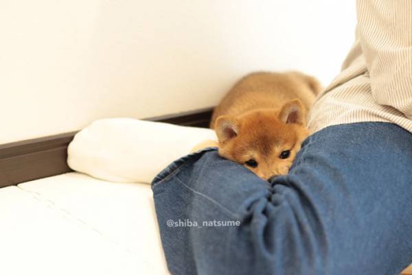 柴犬の『歓迎』が、たまらないかわいさ！　「来客になりたい」と羨む声も