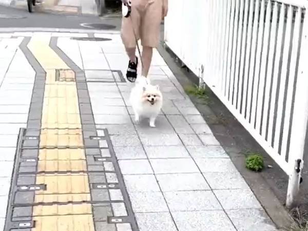 ルンルンで散歩していたポメラニアン　動物病院の前に着くと？　「素晴らしい本能」「頑張れ～！」