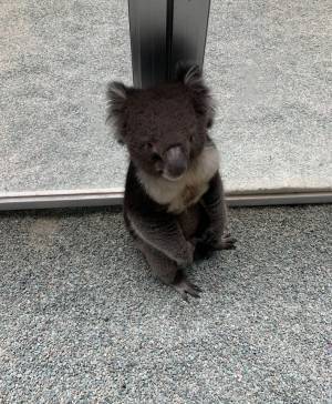 「詰んだ…」　飼育員を困らせる、コアラの『ある行動』とは？　「かわいすぎ」「コレは怒れない」