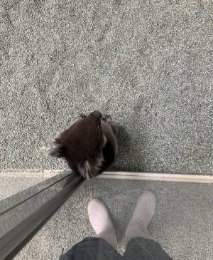 「詰んだ…」　飼育員を困らせる、コアラの『ある行動』とは？　「かわいすぎ」「コレは怒れない」