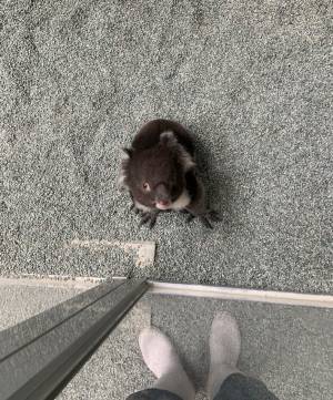 「詰んだ…」　飼育員を困らせる、コアラの『ある行動』とは？　「かわいすぎ」「コレは怒れない」