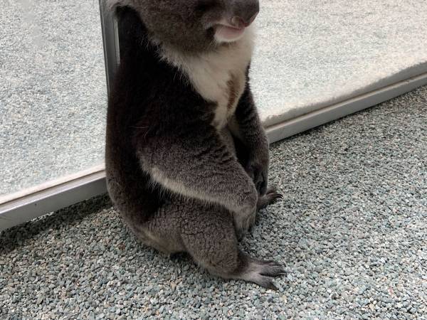 「詰んだ…」　飼育員を困らせる、コアラの『ある行動』とは？　「かわいすぎ」「コレは怒れない」