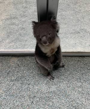 「詰んだ…」　飼育員を困らせる、コアラの『ある行動』とは？　「かわいすぎ」「コレは怒れない」