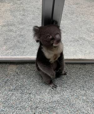 「詰んだ…」　飼育員を困らせる、コアラの『ある行動』とは？　「かわいすぎ」「コレは怒れない」