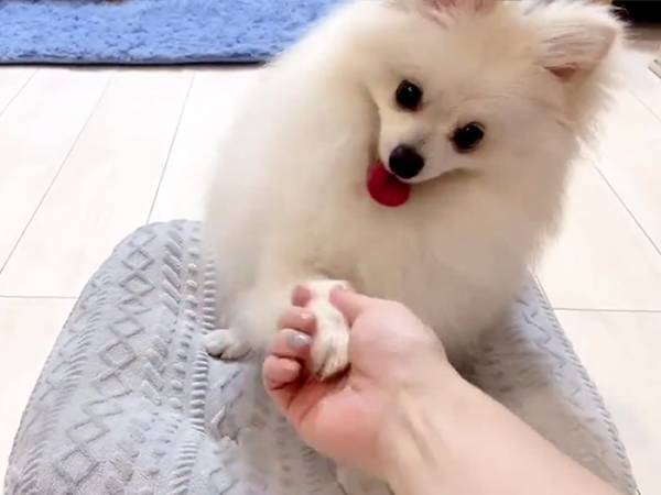 ポメの『お手練習』に１７万いいね！　その姿に「吹いた」「一生見ていたい」