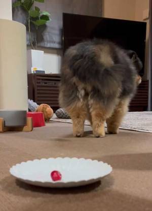 ポメ「本当に、食べていいの？」　犬用ケーキに対する反応が、かわいすぎた