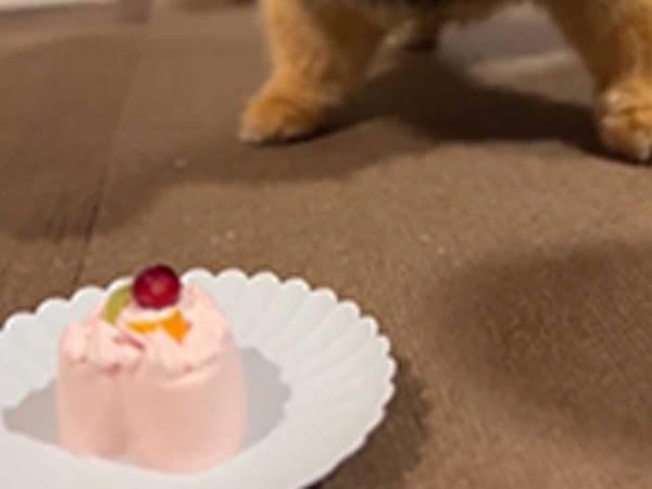 ポメ「本当に、食べていいの？」　犬用ケーキに対する反応が、かわいすぎた