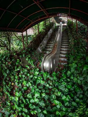「野生化したエスカレーターです」写真家が撮影した１枚に「神秘的」「最高！」