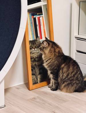 壁に向かって鳴き続ける愛猫　よく見てみると衝撃の事実が！