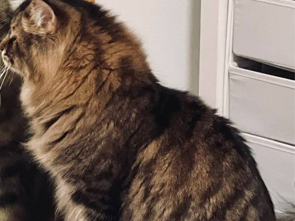 壁に向かって鳴き続ける愛猫　よく見てみると衝撃の事実が！