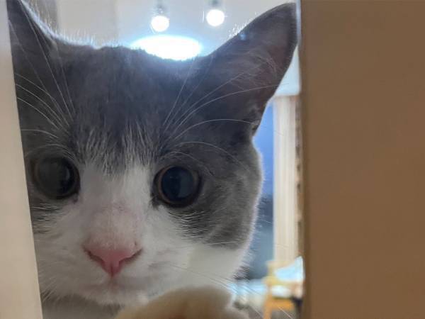 「お手本のような写真が撮れた」猫の肉球を撮影した写真に「最高」の声