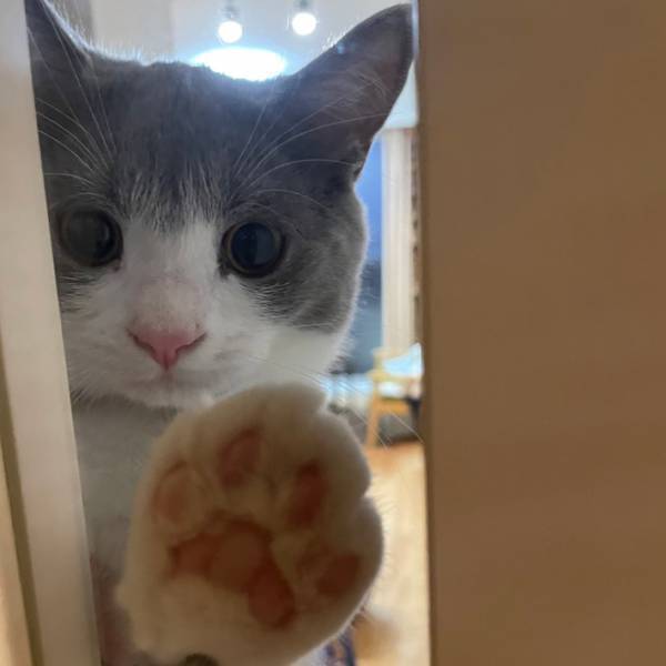 「お手本のような写真が撮れた」猫の肉球を撮影した写真に「最高」の声