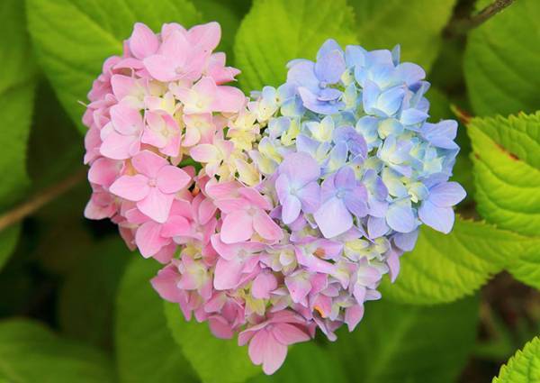 駐車場で撮影された３枚　アジサイの形に感動の声！