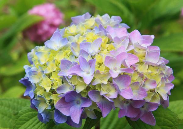 駐車場で撮影された３枚　アジサイの形に感動の声！