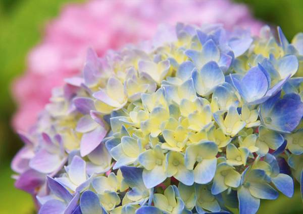 駐車場で撮影された３枚　アジサイの形に感動の声！