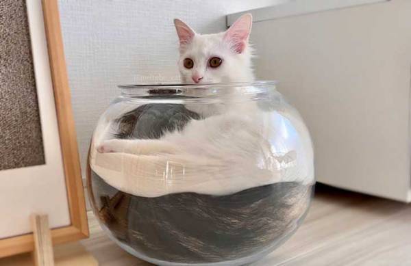 「２層のパフェみたい」　壺でくつろぐ子猫、その下をよく見ると？