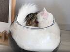 「２層のパフェみたい」　壺でくつろぐ子猫、その下をよく見ると？