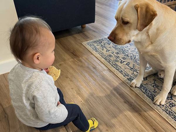 赤ちゃんとラブラドール　おやつをめぐる『攻防』に反響　「めっちゃ可愛い」「癒された」