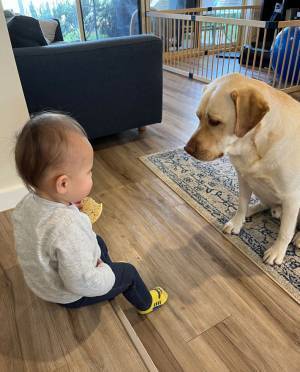 赤ちゃんとラブラドール　おやつをめぐる『攻防』に反響　「めっちゃ可愛い」「癒された」