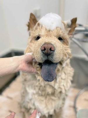 チャウチャウを、シャンプーすると？　「全然違うッ！」「あなた、誰ですか？」