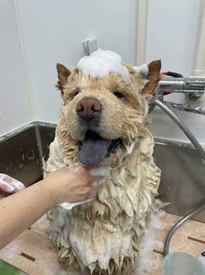 チャウチャウを、シャンプーすると？　「全然違うッ！」「あなた、誰ですか？」