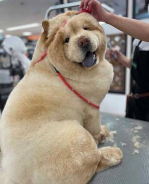 チャウチャウを、シャンプーすると？　「全然違うッ！」「あなた、誰ですか？」