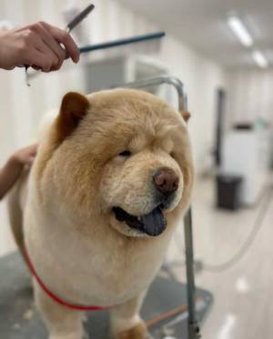 チャウチャウを、シャンプーすると？　「全然違うッ！」「あなた、誰ですか？」