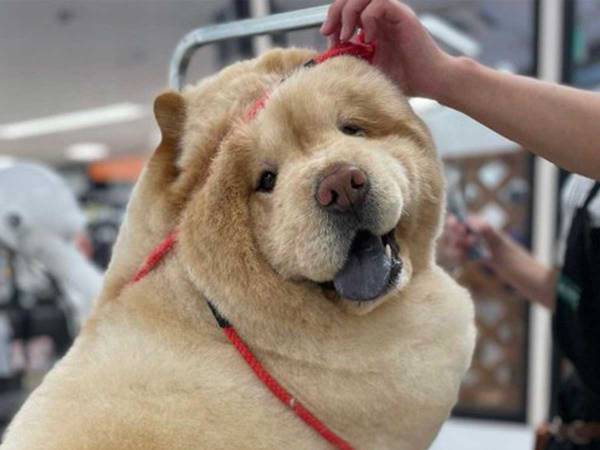 チャウチャウを、シャンプーすると？　「全然違うッ！」「あなた、誰ですか？」