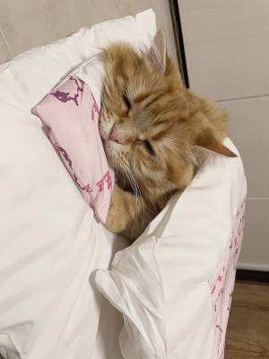 「いつの間に覚えたんだろう？」　布団を使いこなす猫に「一生見ていたい」の声