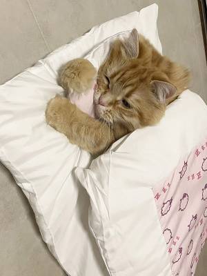 「いつの間に覚えたんだろう？」　布団を使いこなす猫に「一生見ていたい」の声