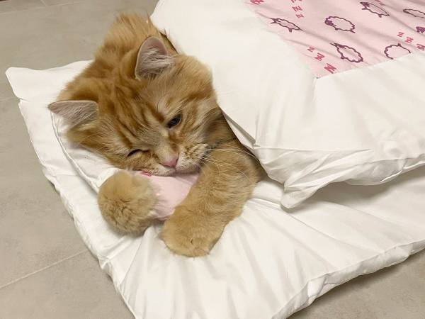 「いつの間に覚えたんだろう？」　布団を使いこなす猫に「一生見ていたい」の声