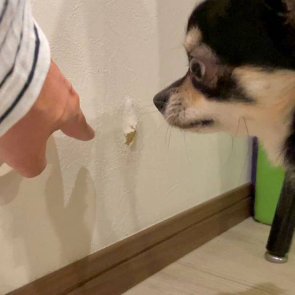 チワワの絶妙な表情に腹筋崩壊　いたずら中に、現行犯逮捕されるも？