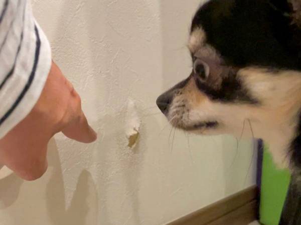 チワワの絶妙な表情に腹筋崩壊　いたずら中に、現行犯逮捕されるも？