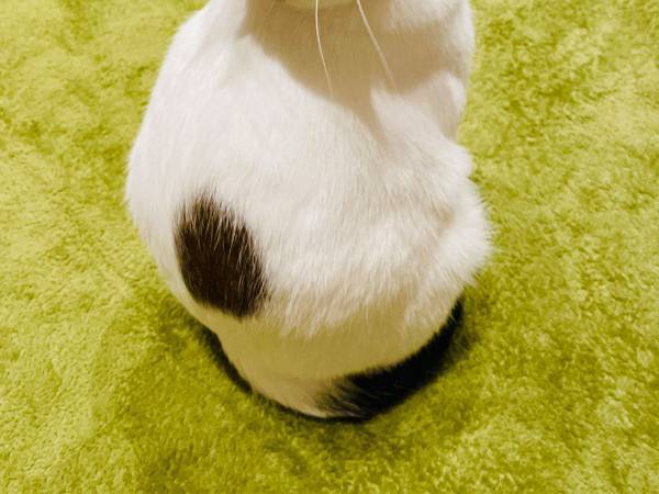 あくびをする猫を褒め続けた結果…　「可愛すぎる」「ファンになった」