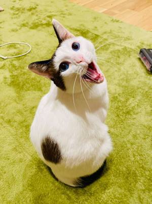 あくびをする猫を褒め続けた結果…　「可愛すぎる」「ファンになった」