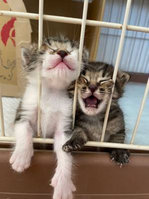 「カワイイの暴力」といわれた２匹の子猫　ミルクを催促する姿が…