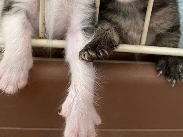 「カワイイの暴力」といわれた２匹の子猫　ミルクを催促する姿が…