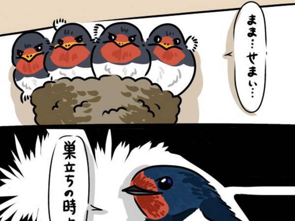 巣がミッチリ…！　親のツバメが巣立ちをうながすと、雛が本音の『ひと言』