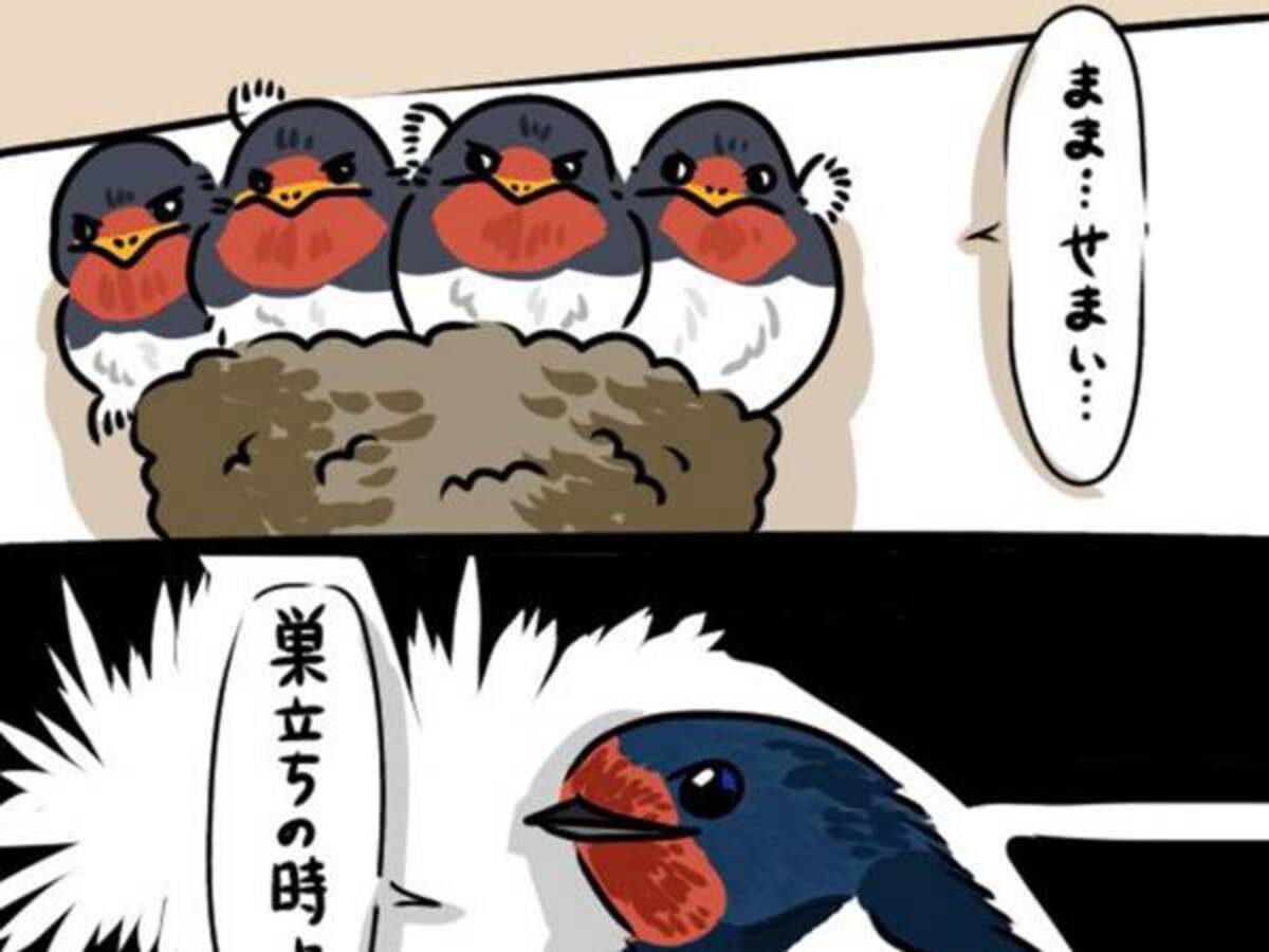 巣がミッチリ 親のツバメが巣立ちをうながすと 雛が本音の ひと言 22年6月10日 ウーマンエキサイト