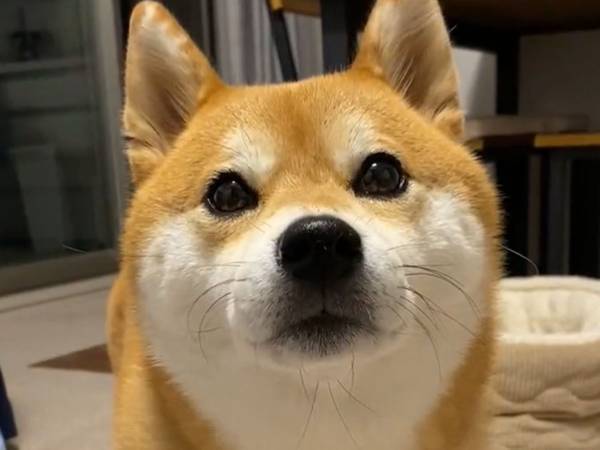 「クゥーン」と鳴く犬　飼い主が撫でようとした瞬間？　「めっちゃ笑った」