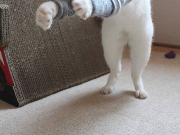 懐かしい…！　猫の姿に「子供の頃を思い出した」「きれいな姿勢」