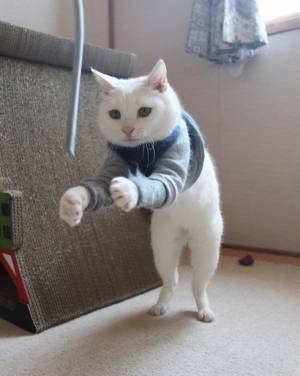 懐かしい…！　猫の姿に「子供の頃を思い出した」「きれいな姿勢」