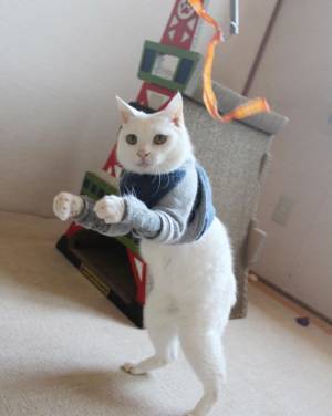 懐かしい…！　猫の姿に「子供の頃を思い出した」「きれいな姿勢」