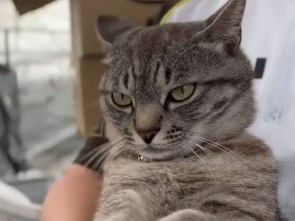 鋭い目つきの猫 しかし 抱っこされてることに気付くと 表情が一変 22年6月11日 ウーマンエキサイト 1 2 鋭い目つきの猫 しかし 抱っこされてることに気付くと 表情が一変 22年6月11日 ウーマンエキサイト 1 2