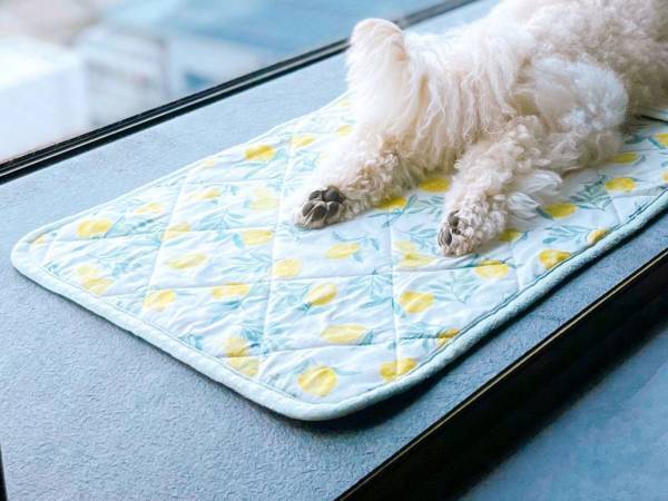 新居での愛犬の姿が、どう見ても…　飼い主「引っ越してよかった」