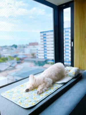 新居での愛犬の姿が、どう見ても…　飼い主「引っ越してよかった」