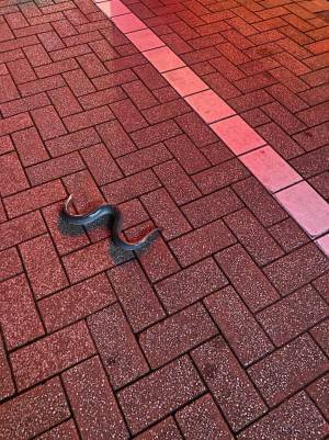 道端で落ちていたモノに「状況を想像したら笑った！」