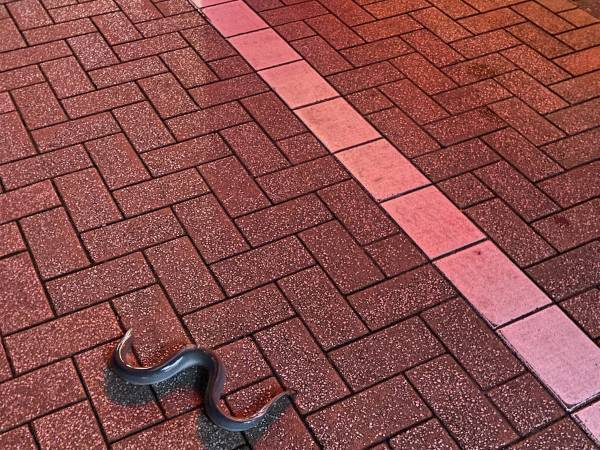 道端で落ちていたモノに「状況を想像したら笑った！」